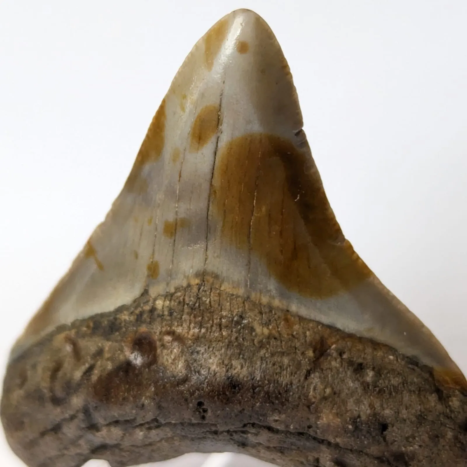 Diente fósil de Otodus Megalodón 5 cm