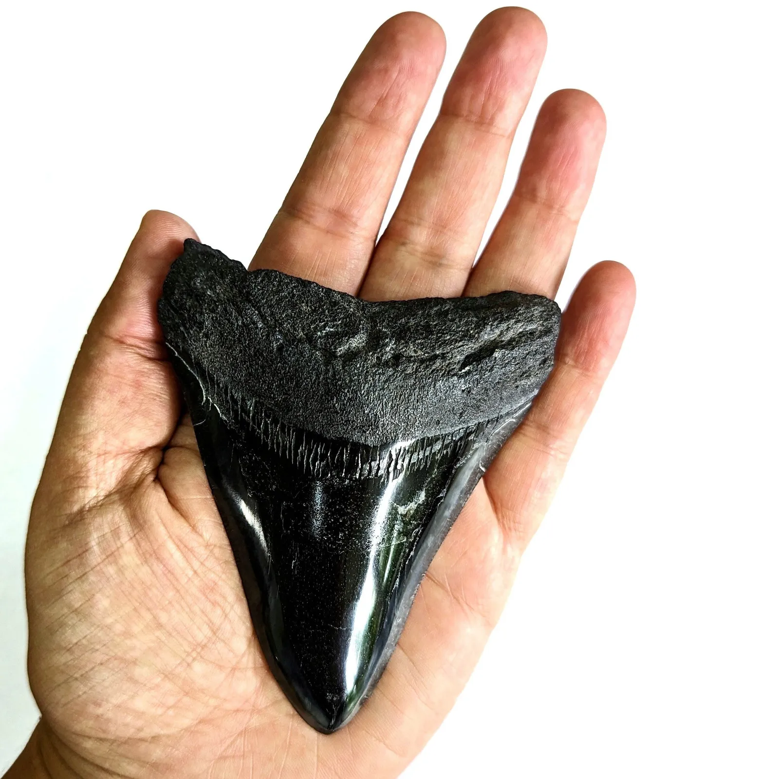 Diente fósil de Otodus Megalodón 5 cm