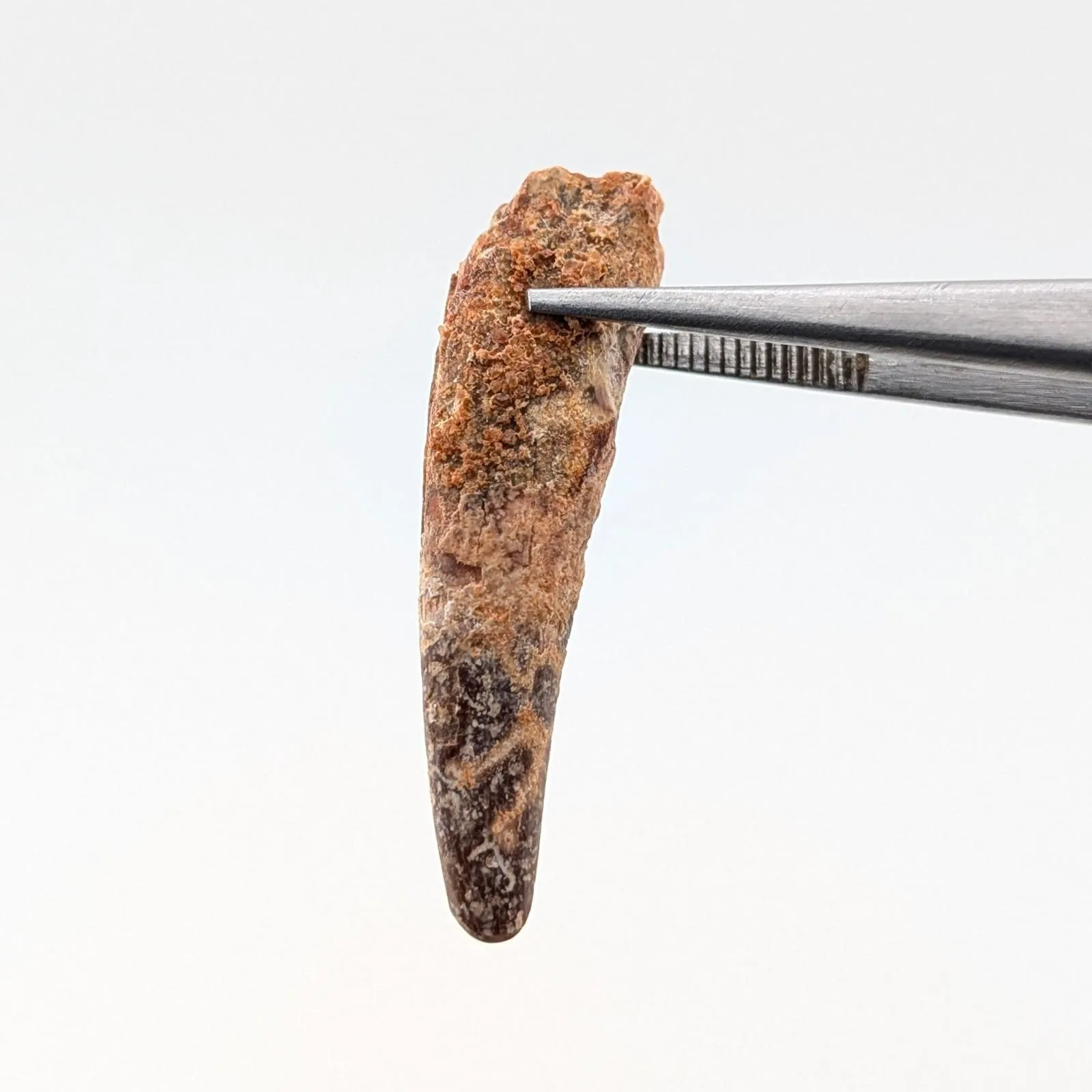 Espinosaurio 5cm