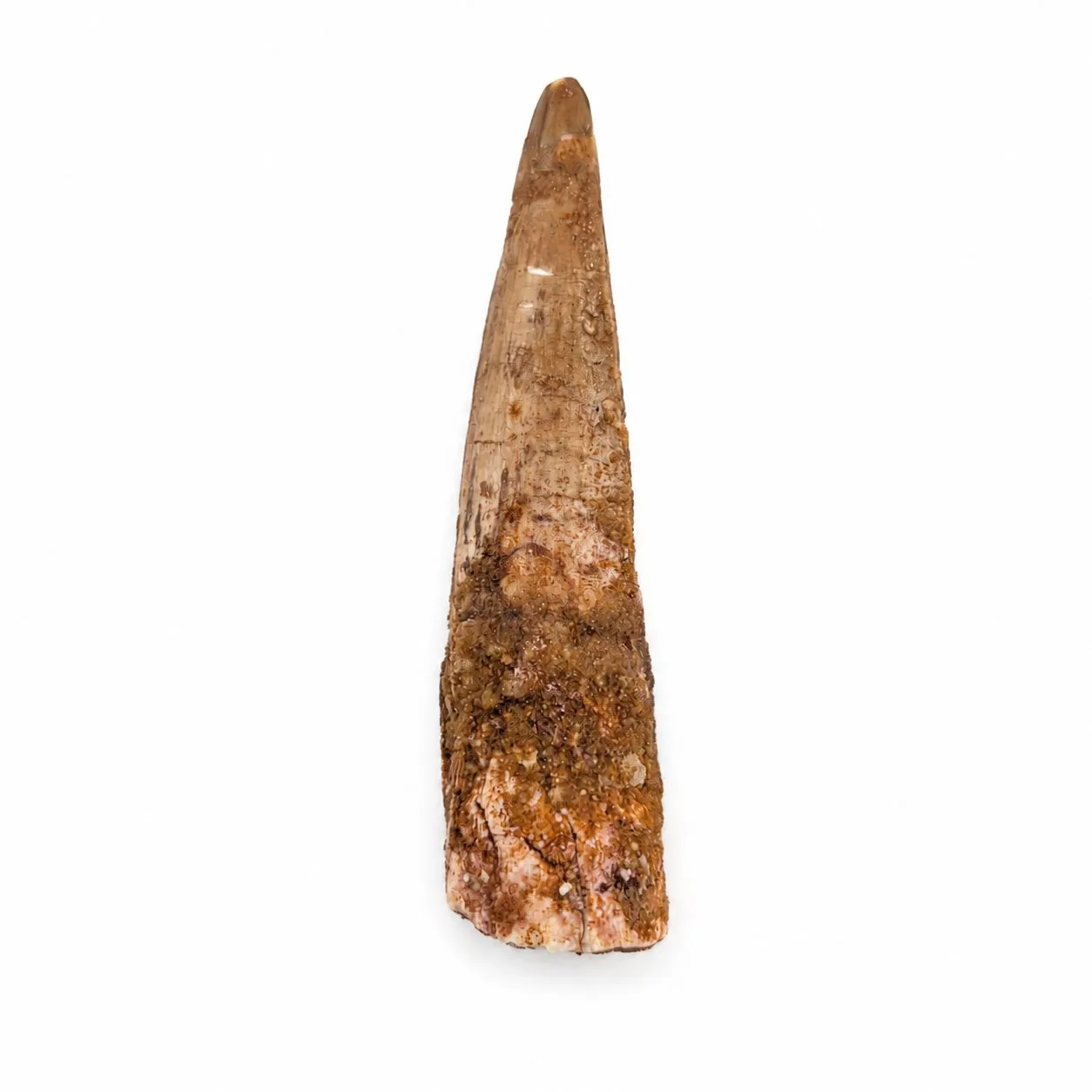 Espinosaurio 5cm