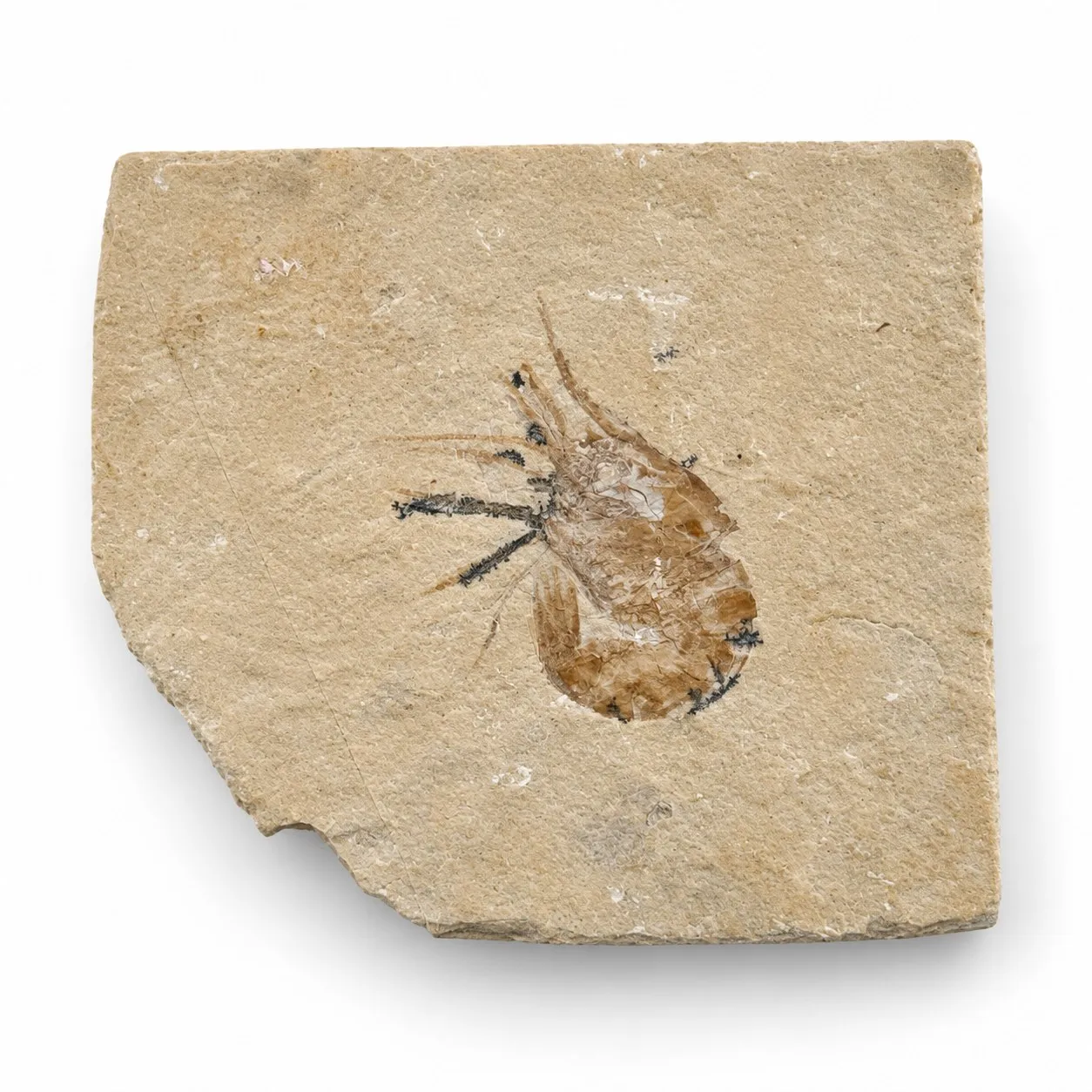 Fósil de Camarón del Líbano 6 x 5.5 cm