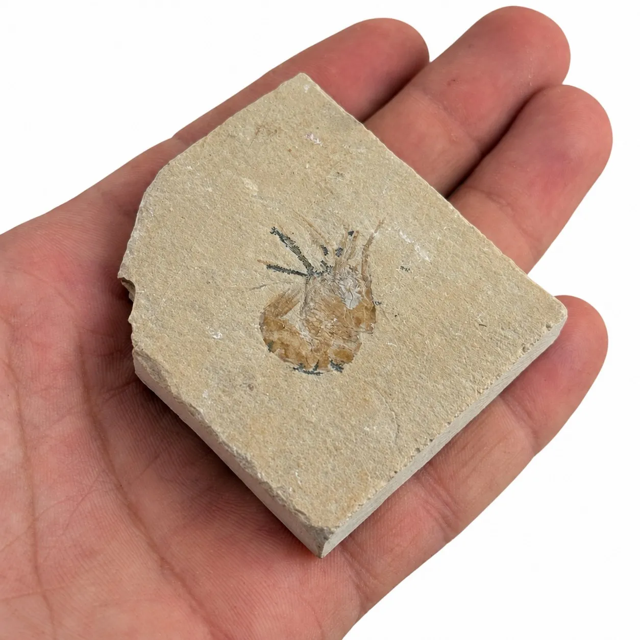 Fósil de Camarón del Líbano 6 x 5.5 cm