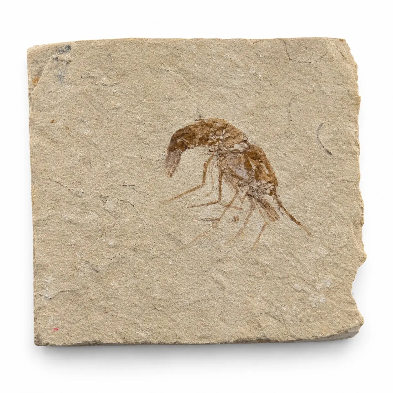 Fósil de Camarón del Líbano 7 x 6.5 cm