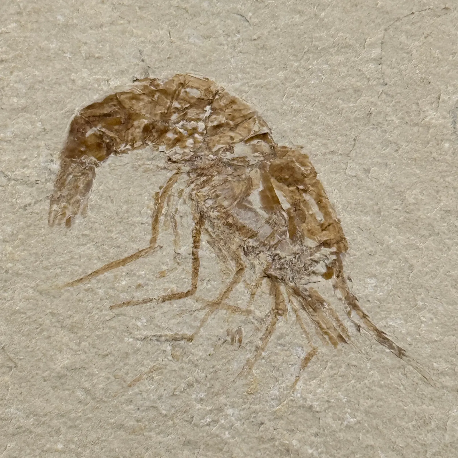 Fósil de Camarón del Líbano 7 x 6.5 cm