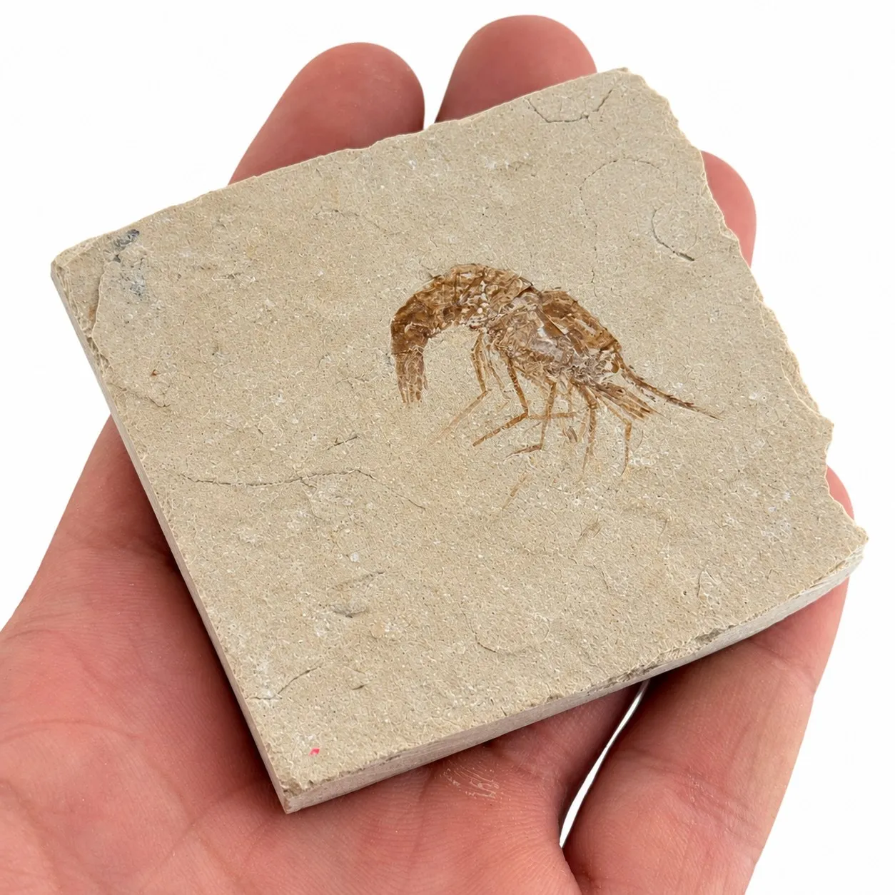 Fósil de Camarón del Líbano 7 x 6.5 cm