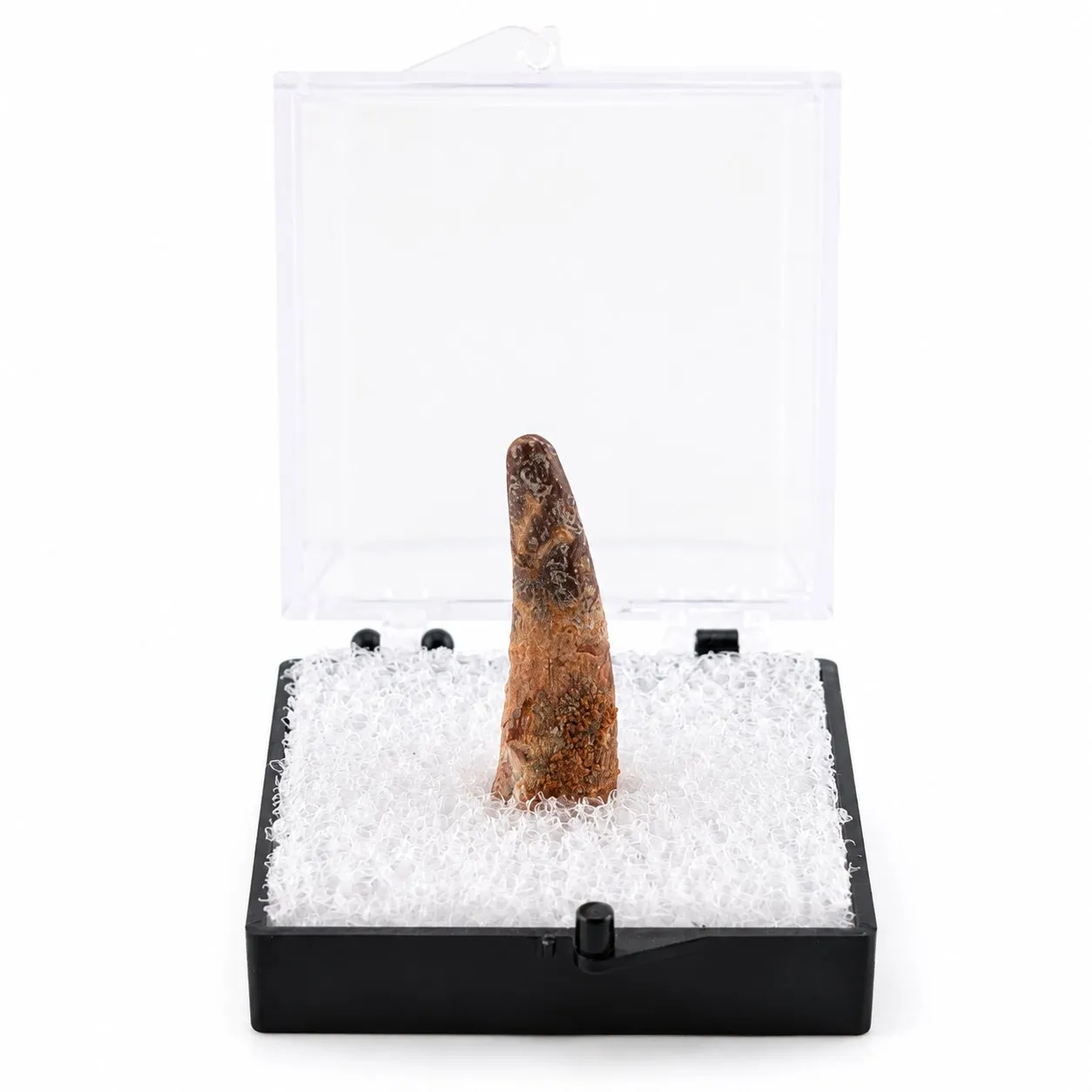 Fósil de Diente de Dino en Caja de acrílico  ~ 2.5cm
