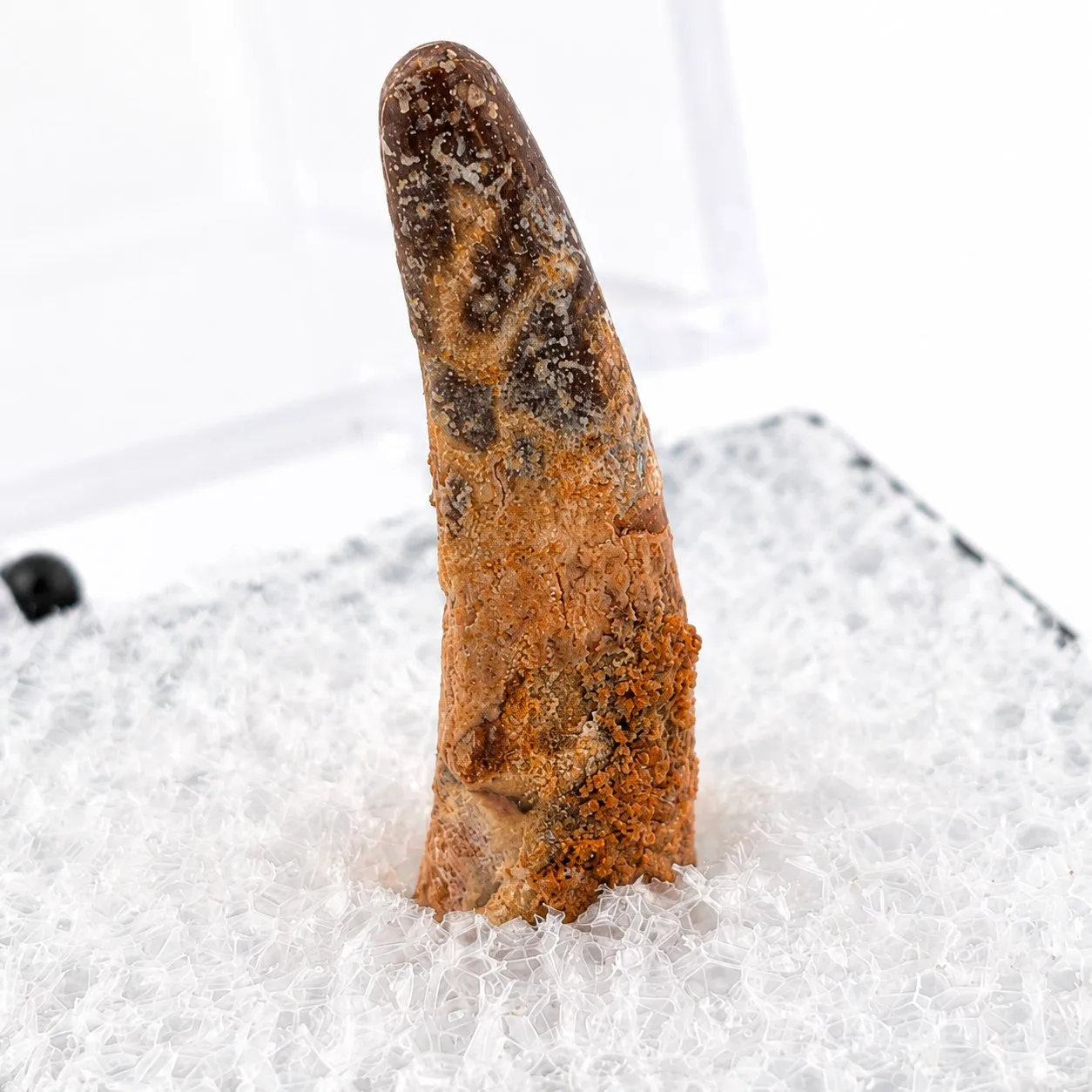 Fósil de Diente de Dino en Caja de acrílico ~3.5 cm