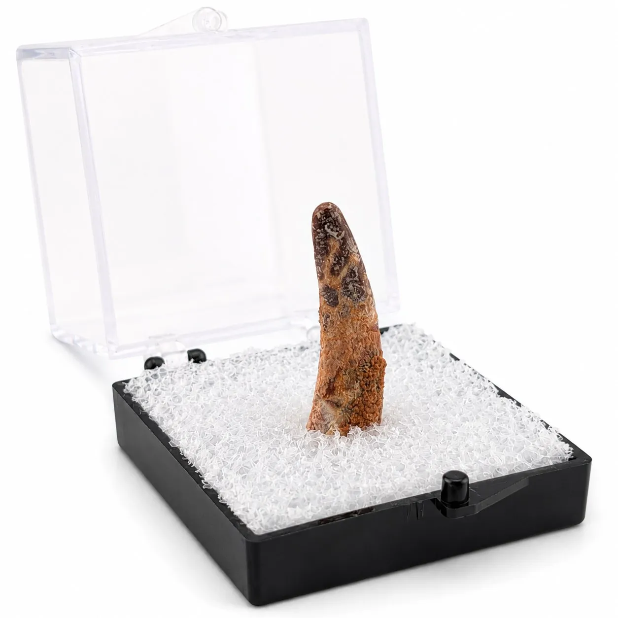 Fósil de Diente de Dino en Caja de acrílico  ~ 2.5cm