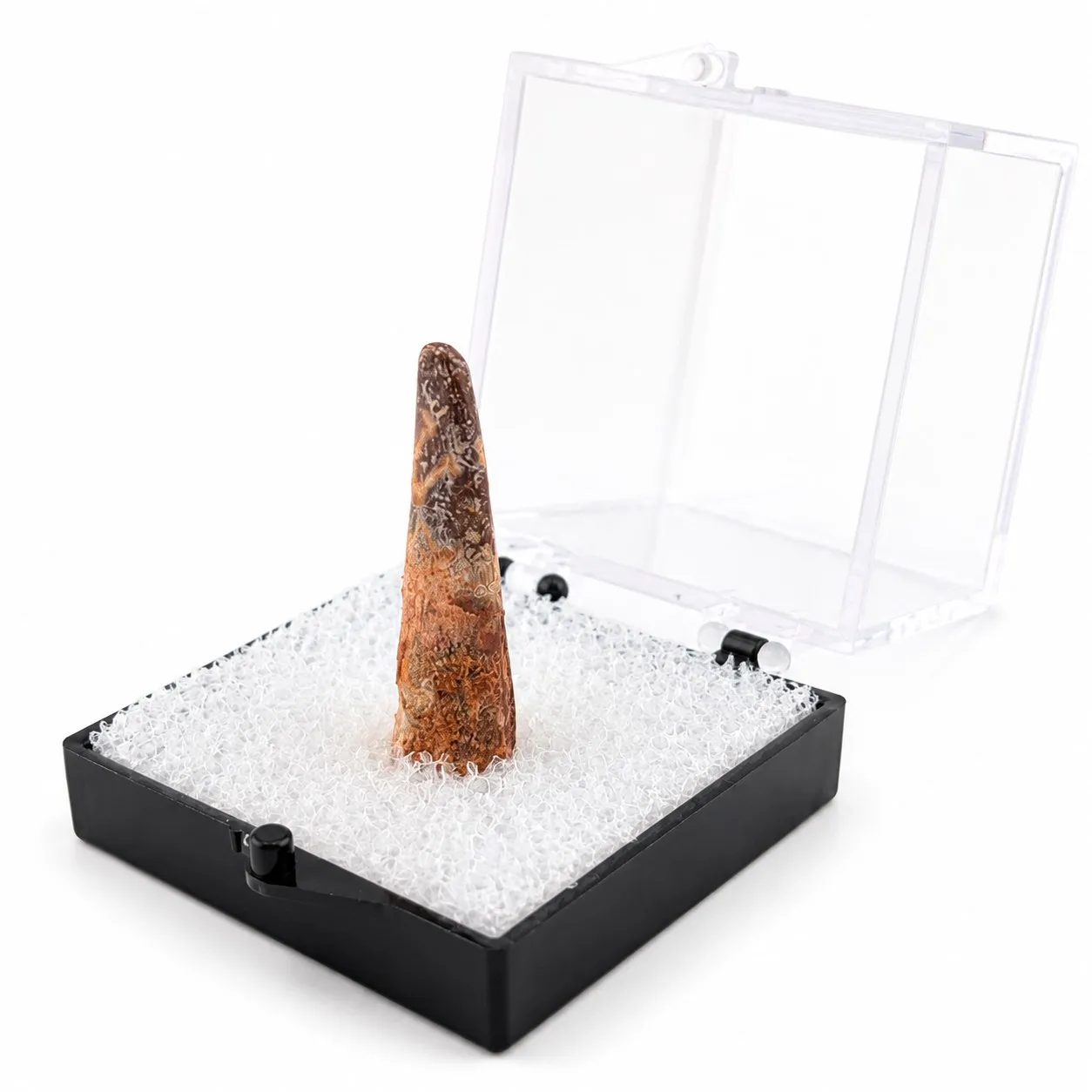 Fósil de Diente de Dino en Caja de acrílico  ~ 2.5cm
