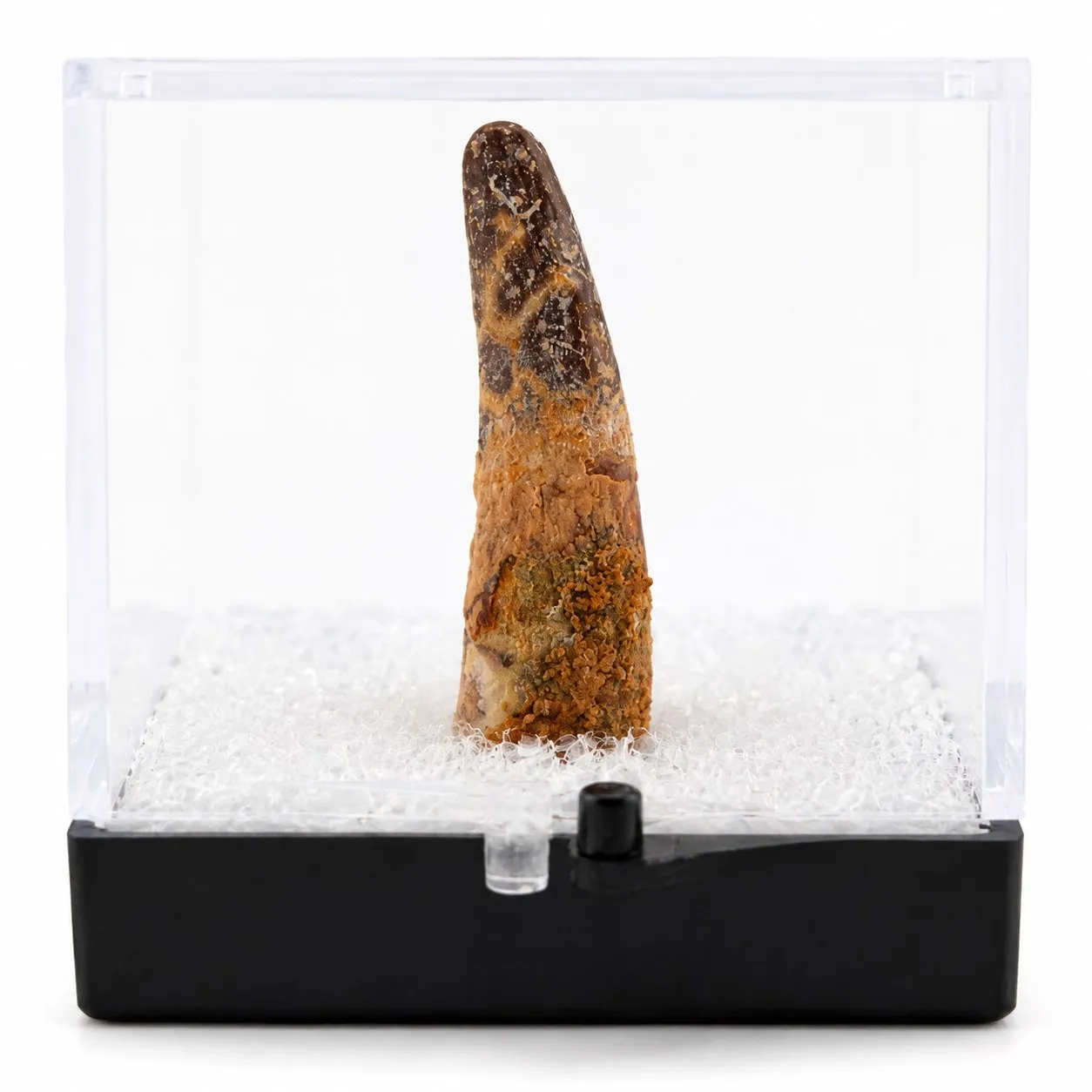 Fósil de Diente de Dino en Caja de acrílico ~3.5 cm