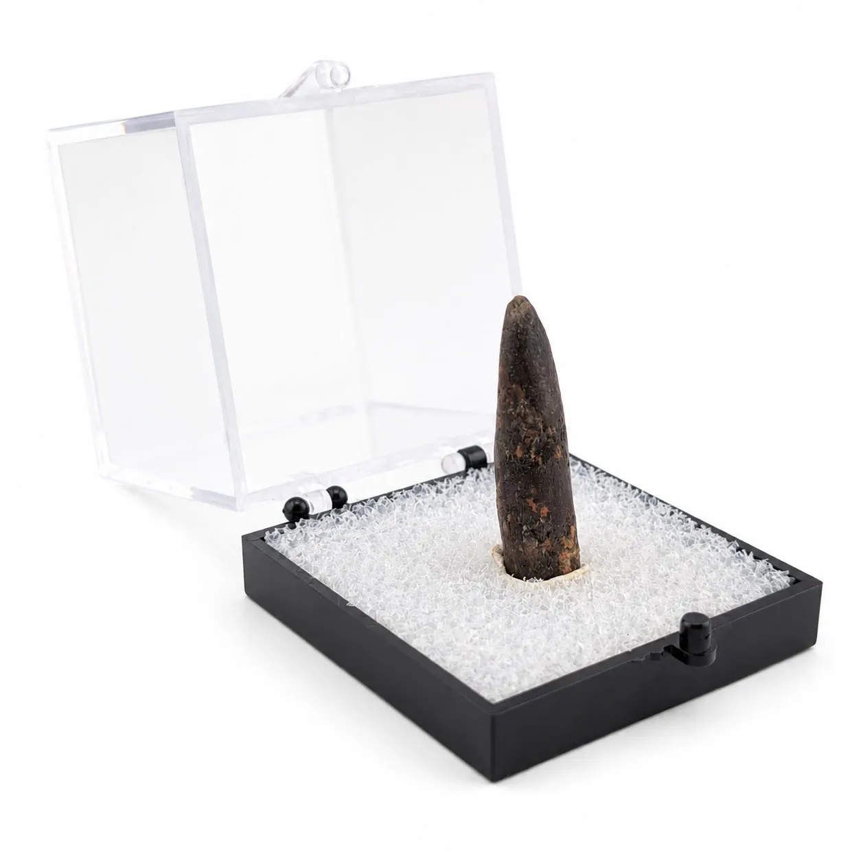 Fósil de Diente de Saurópodo en Caja de acrílico ~ 5 cm