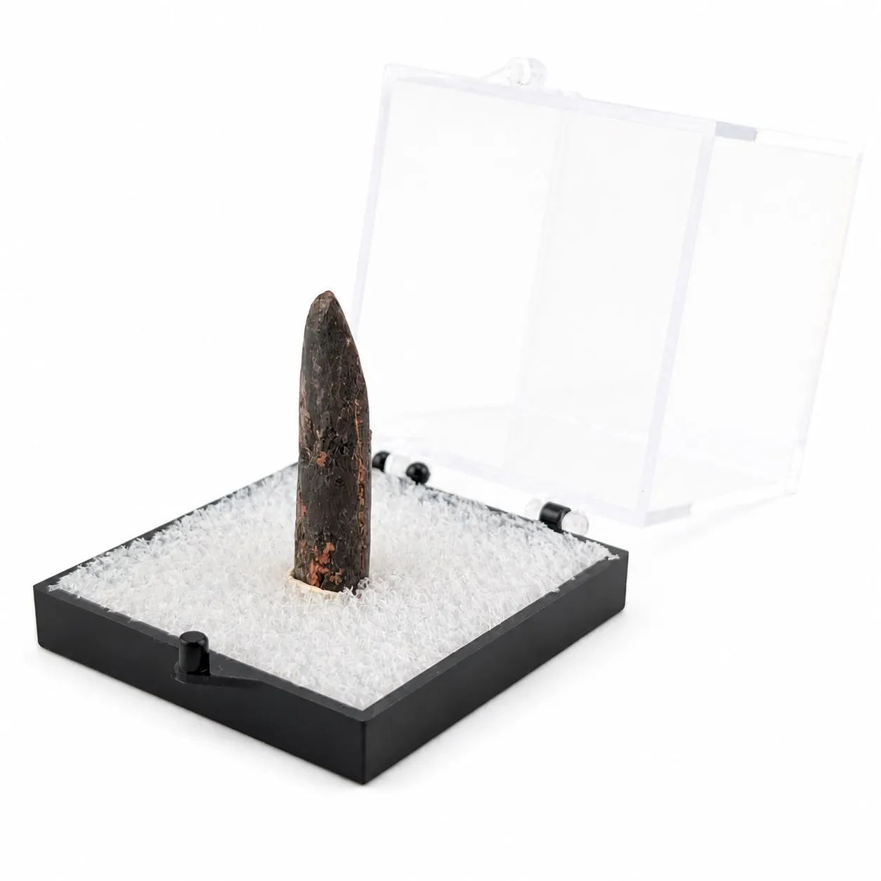 Fósil de Diente de Saurópodo en Caja de acrílico ~ 5 cm