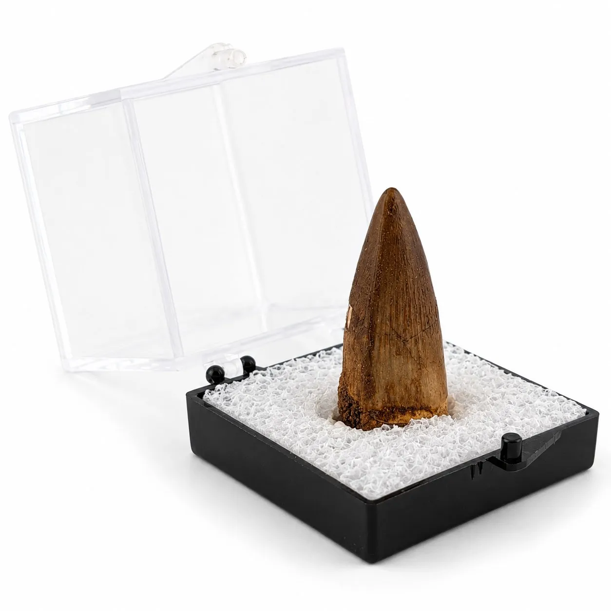 Fósil de Diente de Espiosaurio en Caja de acrílico  ~ 3.5