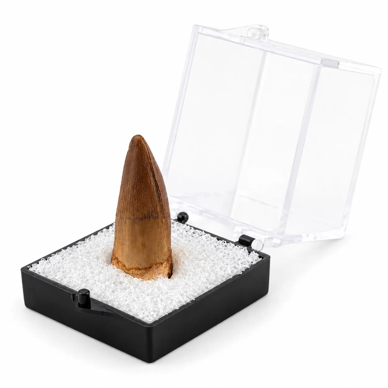 Fósil de Diente de Espiosaurio en Caja de acrílico  ~ 3.5