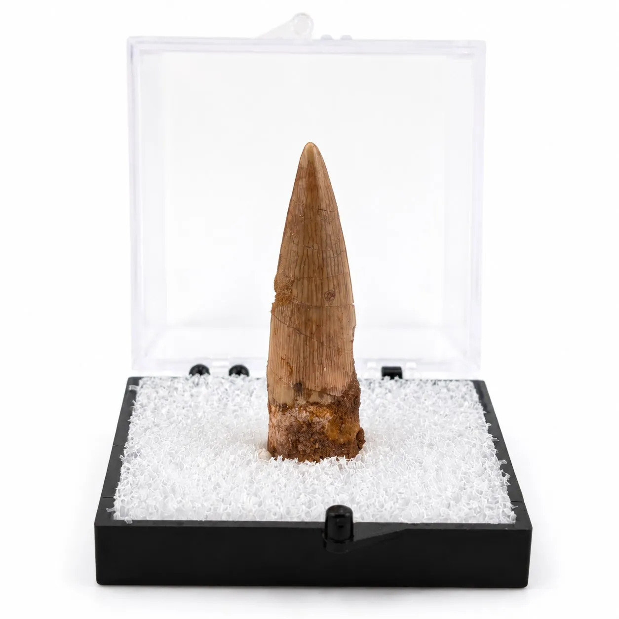 Fósil de Diente de Espiosaurio en Caja de acrílico  ~ 5cm