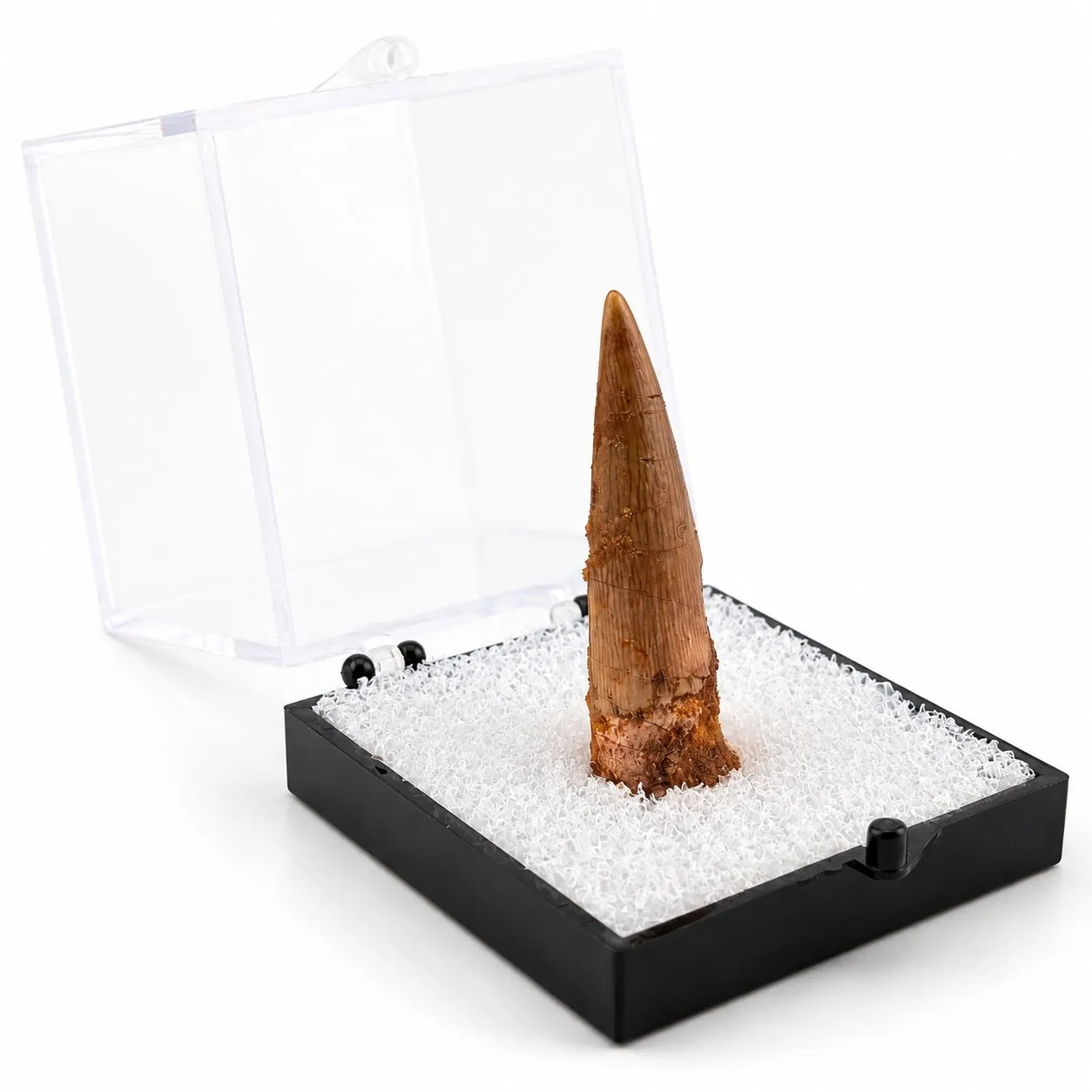 Fósil de Diente de Espiosaurio en Caja de acrílico ~5 cm