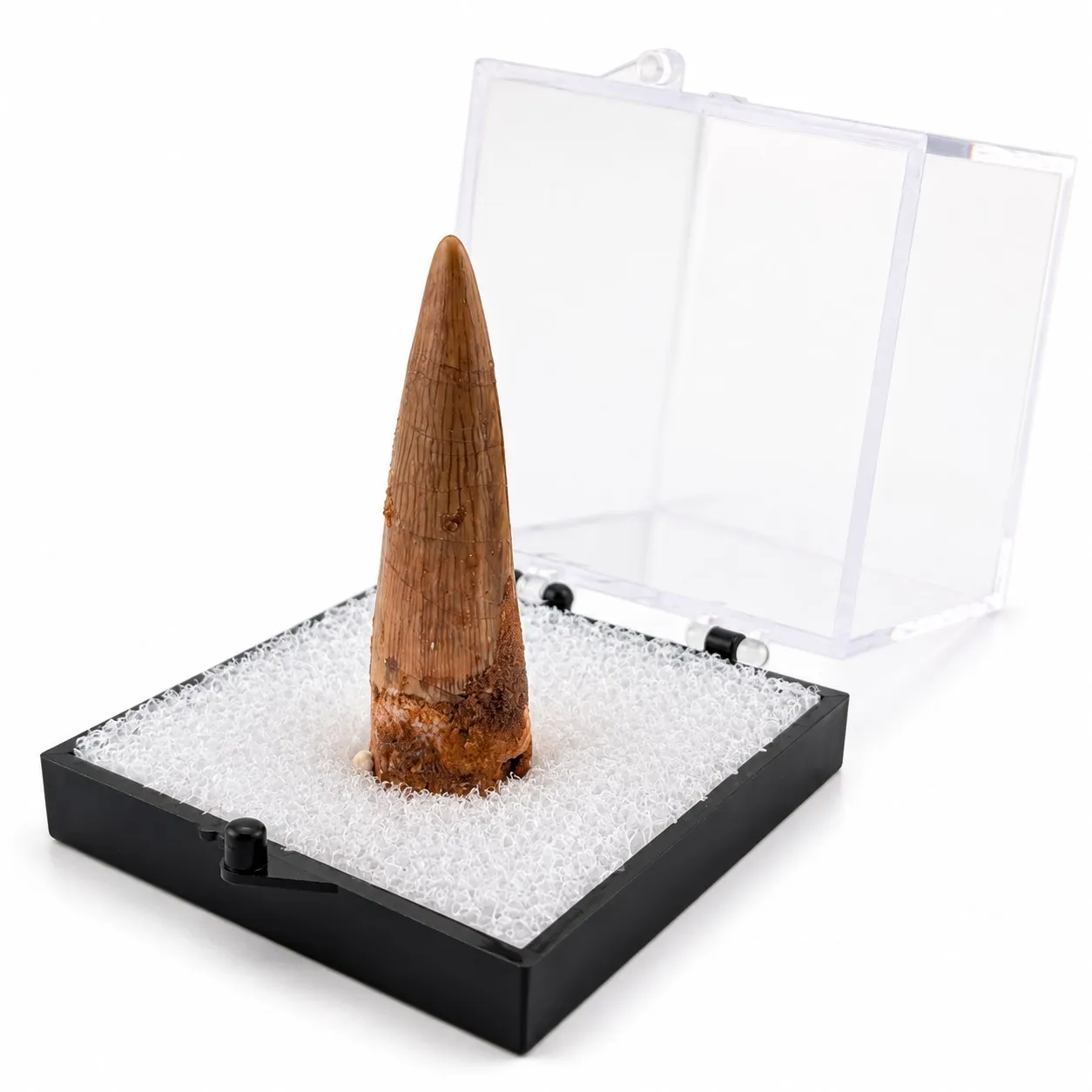 Fósil de Diente de Espiosaurio en Caja de acrílico ~5 cm