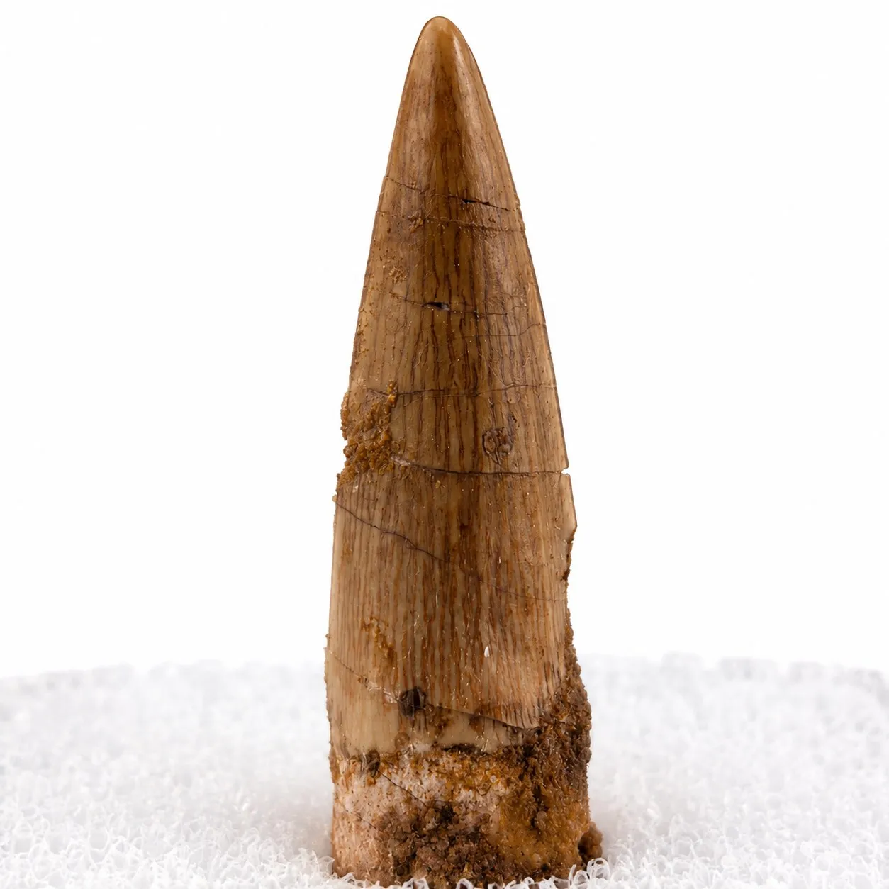Fósil de Diente de Espiosaurio en Caja de acrílico ~5 cm