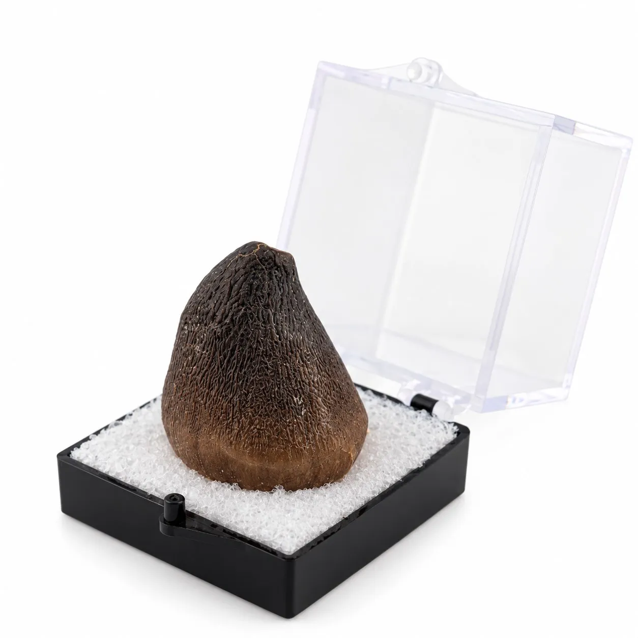 Fósil de Diente de Mosasaurio Globidens en Caja de acrílico 3.5 cm