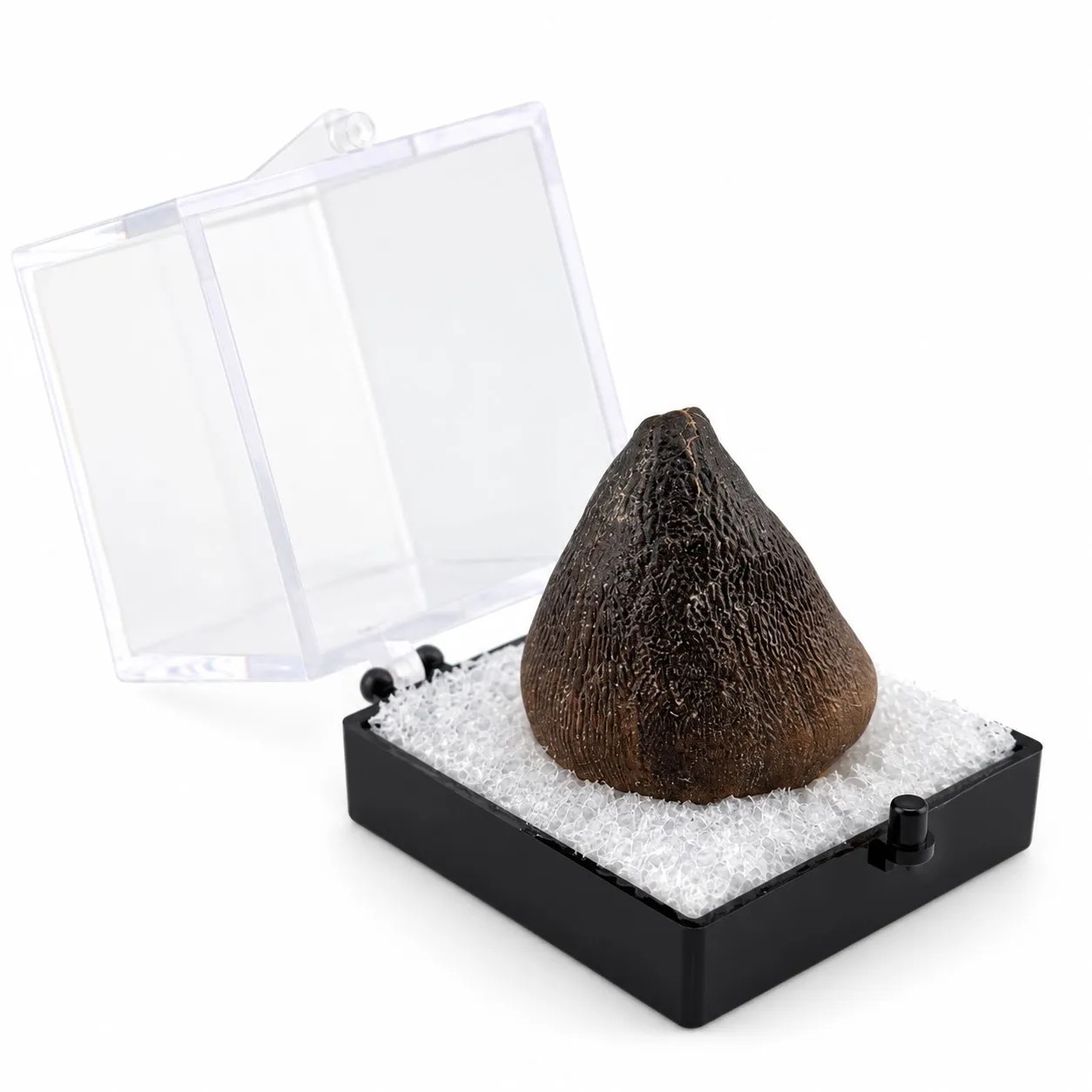 Fósil de Diente de Mosasaurio Globidens en Caja de acrílico 3.5 cm