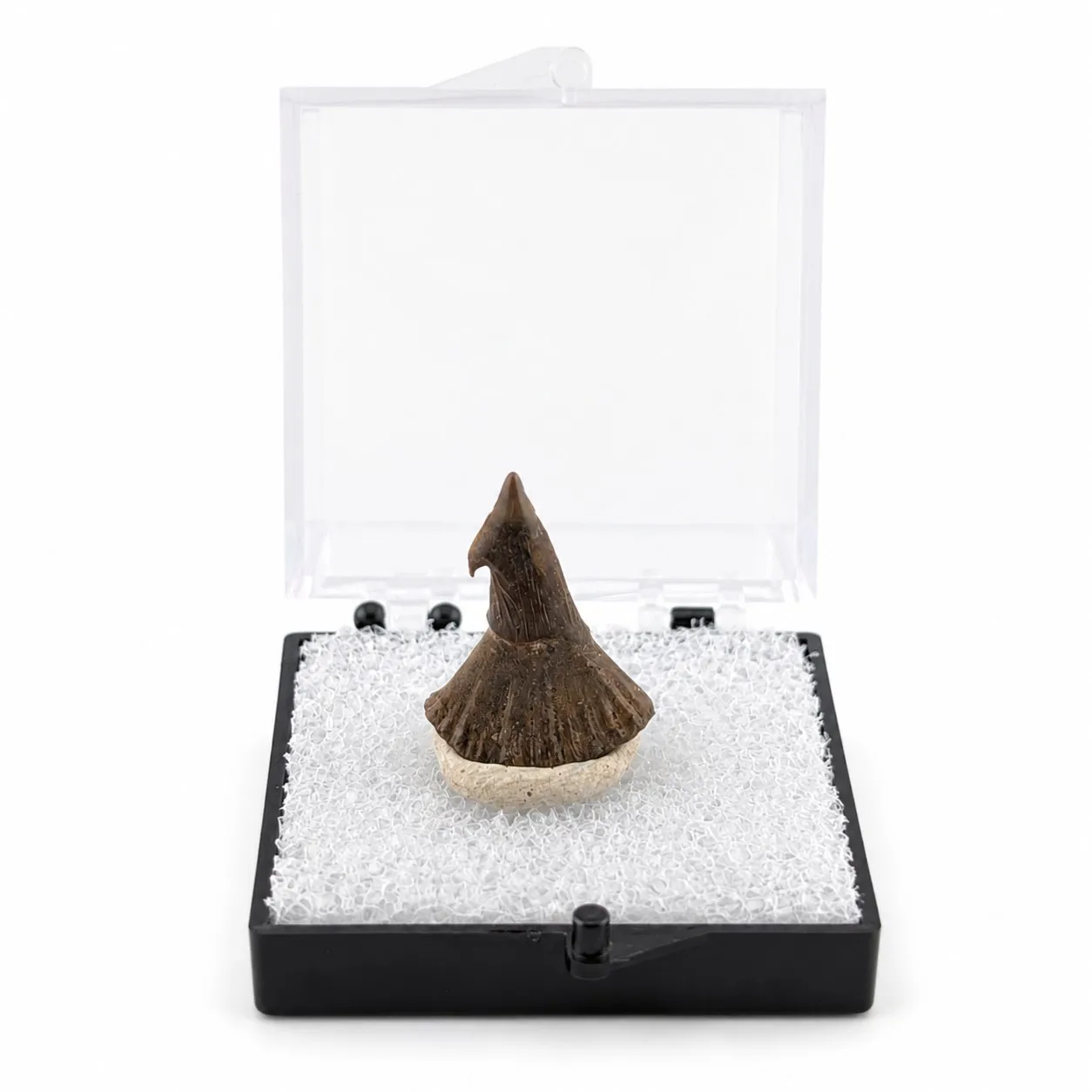 Fósil de Diente de Onchopristis en Caja de acrílico ~3.5cm