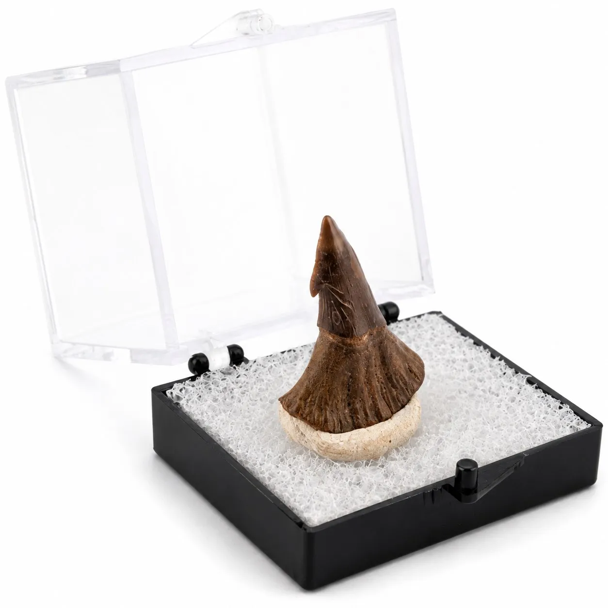 Fósil de Diente de Onchopristis en Caja de acrílico ~3.5cm