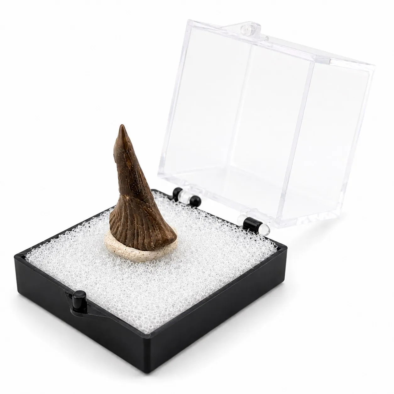 Fósil de Diente de Onchopristis en Caja de acrílico ~3.5cm