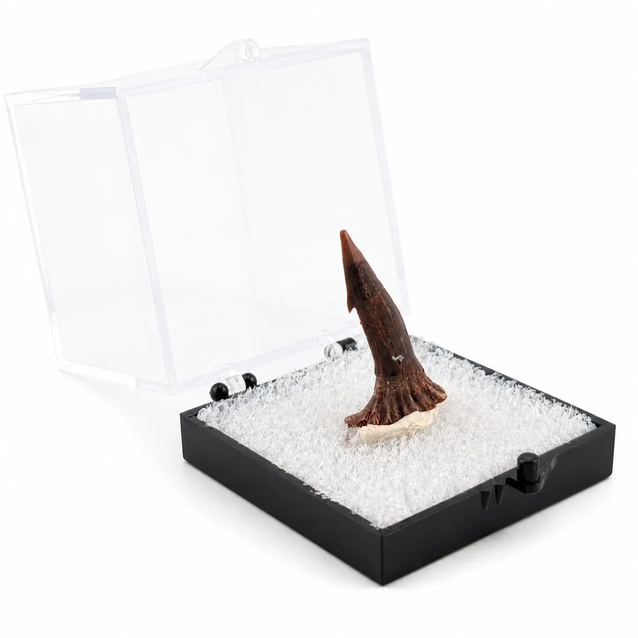 Fósil de Diente de Onchopristis en Caja de acrílico ~5 cm