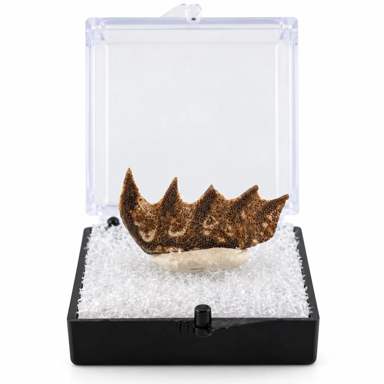 Fósil de Diente de Pez Pulmunado en Caja de acrílico  ~ 3.5cm