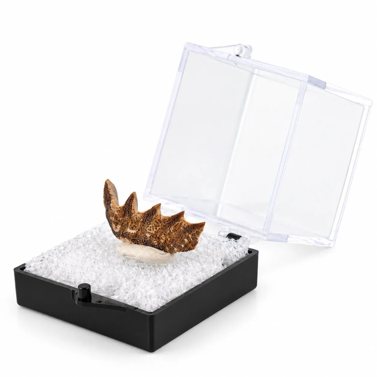 Fósil de Diente de Pez Pulmunado en Caja de acrílico 3.5 cm