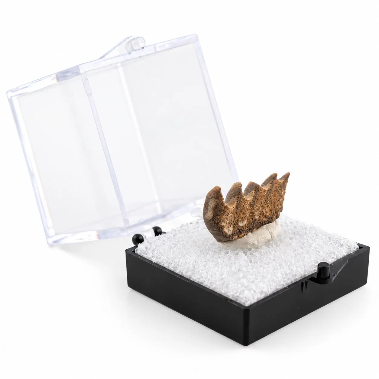 Fósil de Diente de Pez Pulmunado en Caja de acrílico 3.5 cm