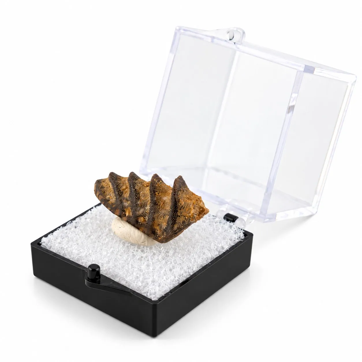 Fósil de Diente de Pez Pulmunado en Caja de acrílico 3.5 cm