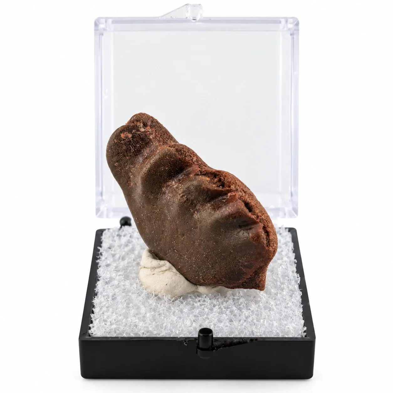 Fósil de Diente de Pez Pulmunado en Caja de acrílico 3.5 cm