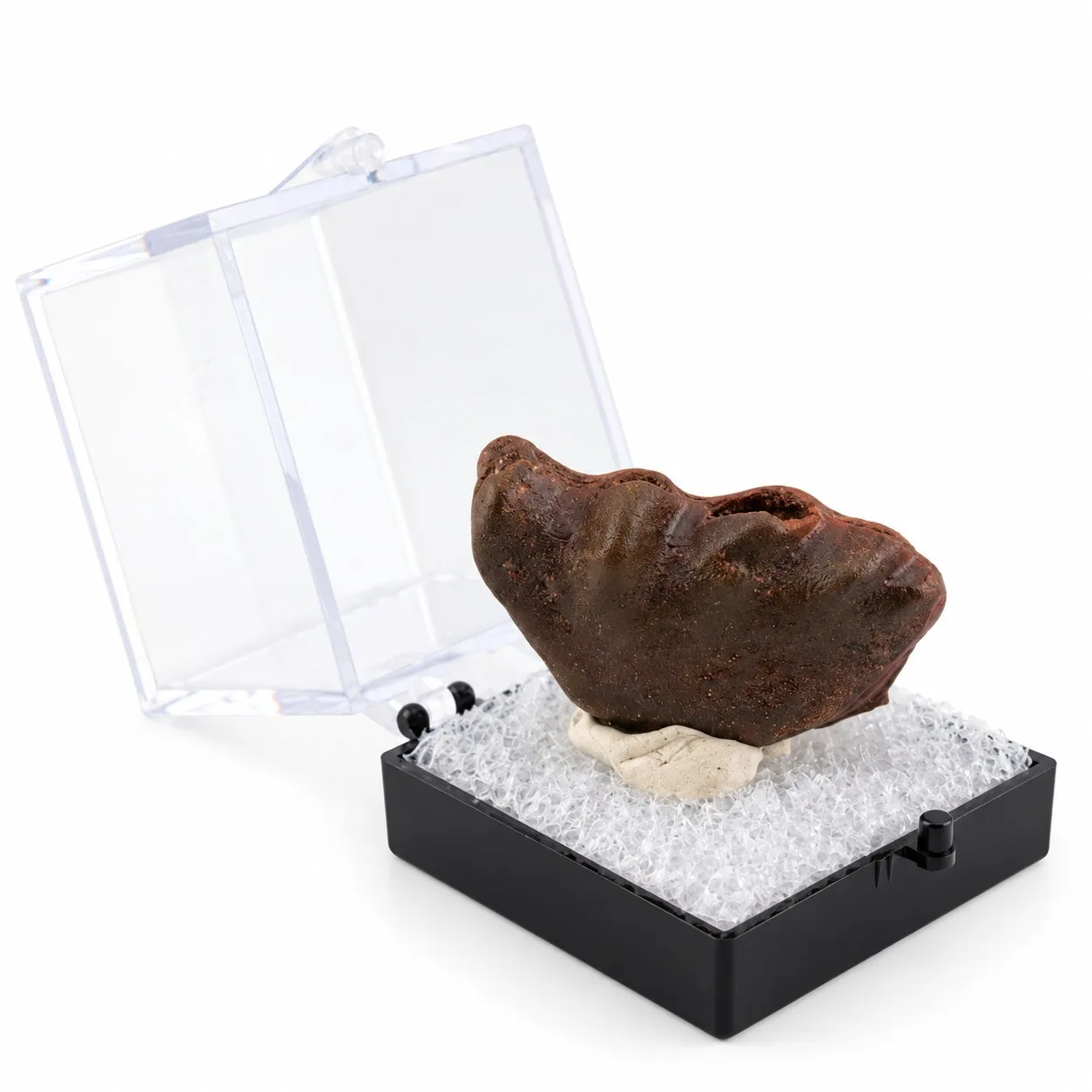 Fósil de Diente de Pez Pulmunado en Caja de acrílico 3.5 cm