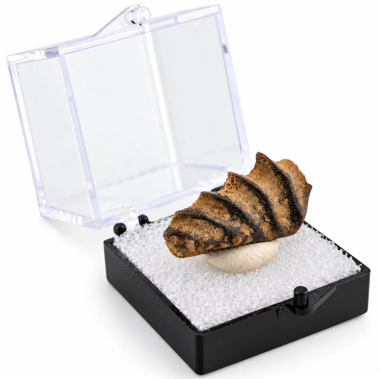 Fósil de Diente de Pez Pulmunado en Caja de acrílico 3.5 cm