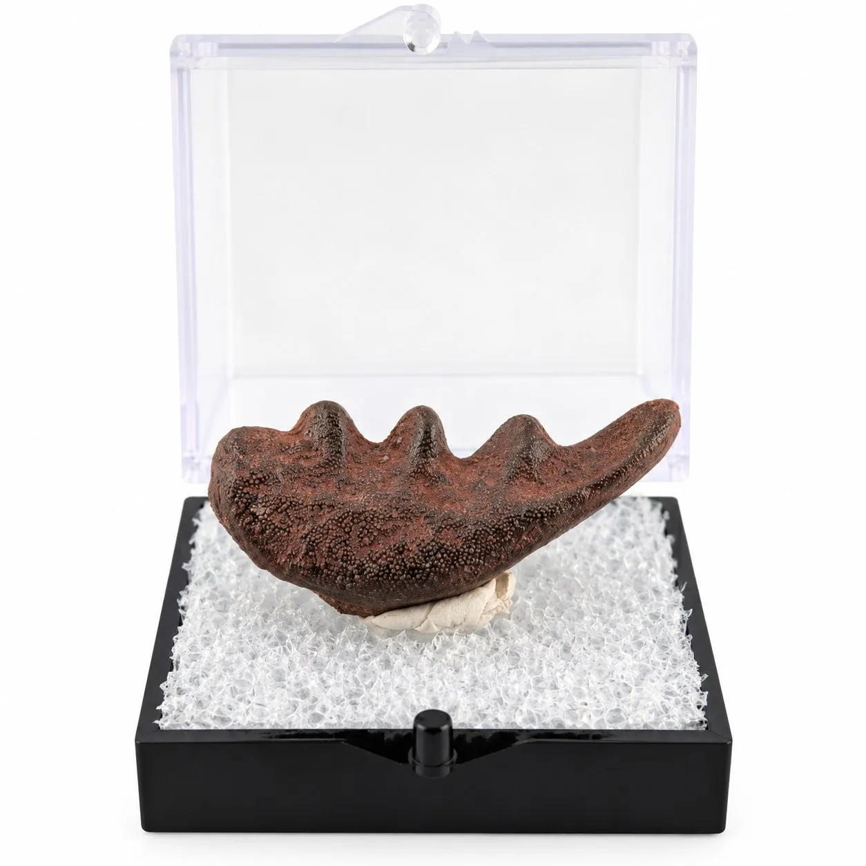 Fósil de Diente de Pez Pulmunado en Caja de acrílico 3.5 cm