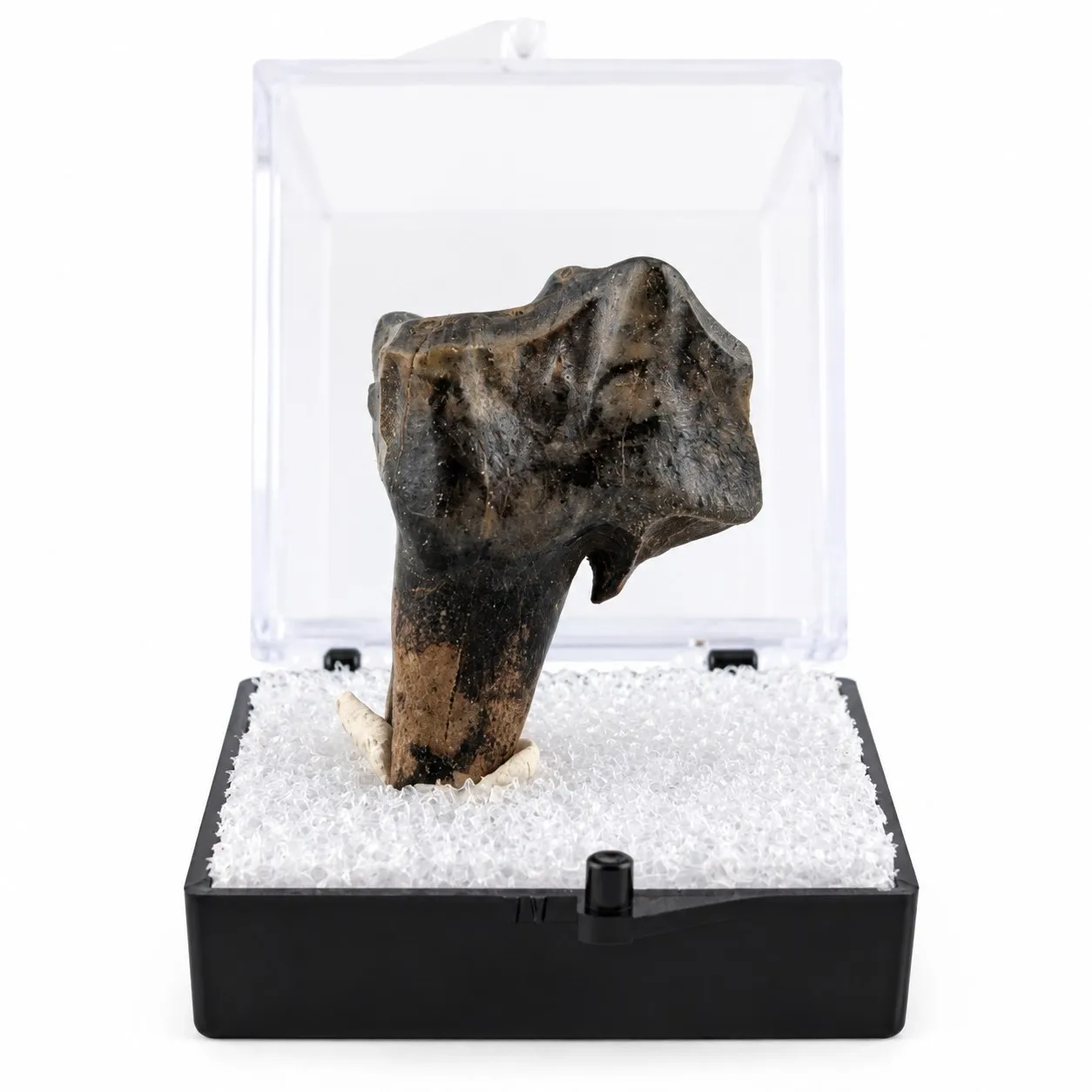Fósil de Diente de Tapir en Caja de acrílico   ~ 3.5cm