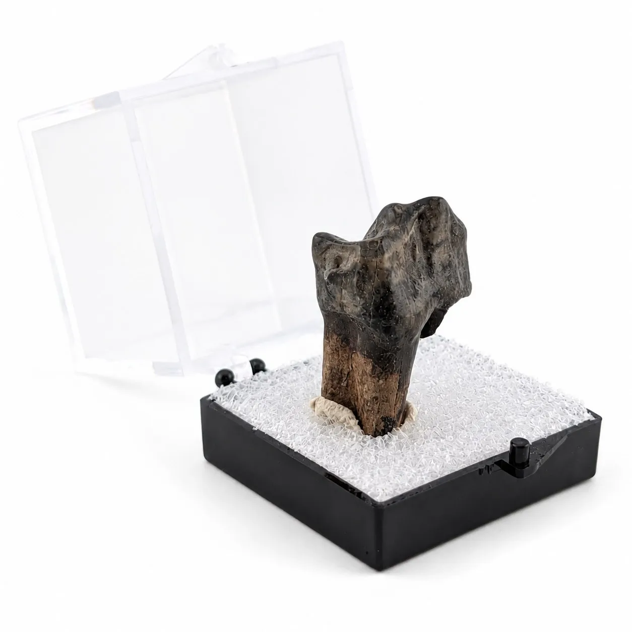 Fósil de Diente de Tapir en Caja de acrílico   ~ 3.5cm