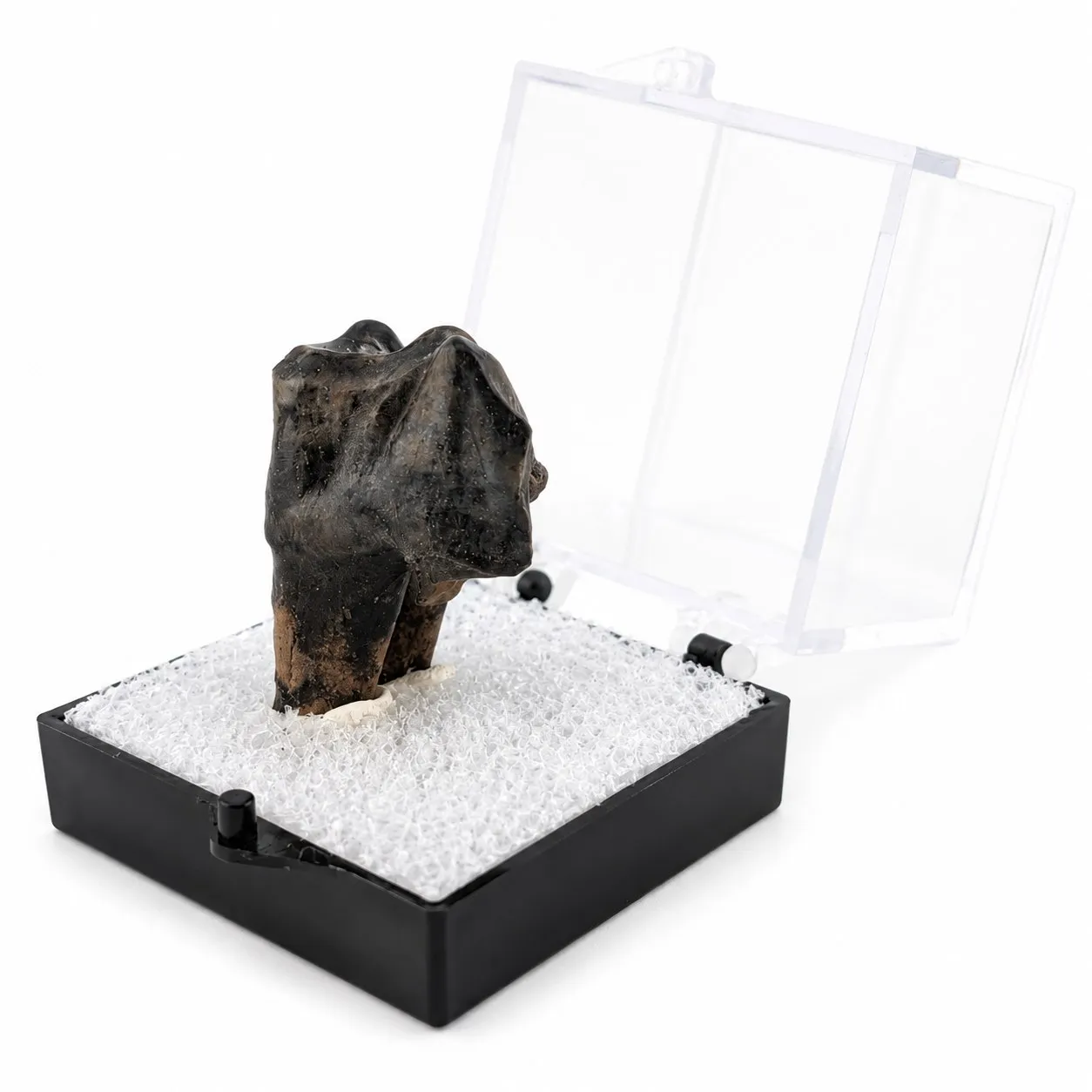 Fósil de Diente de Tapir en Caja de acrílico   ~ 3.5cm