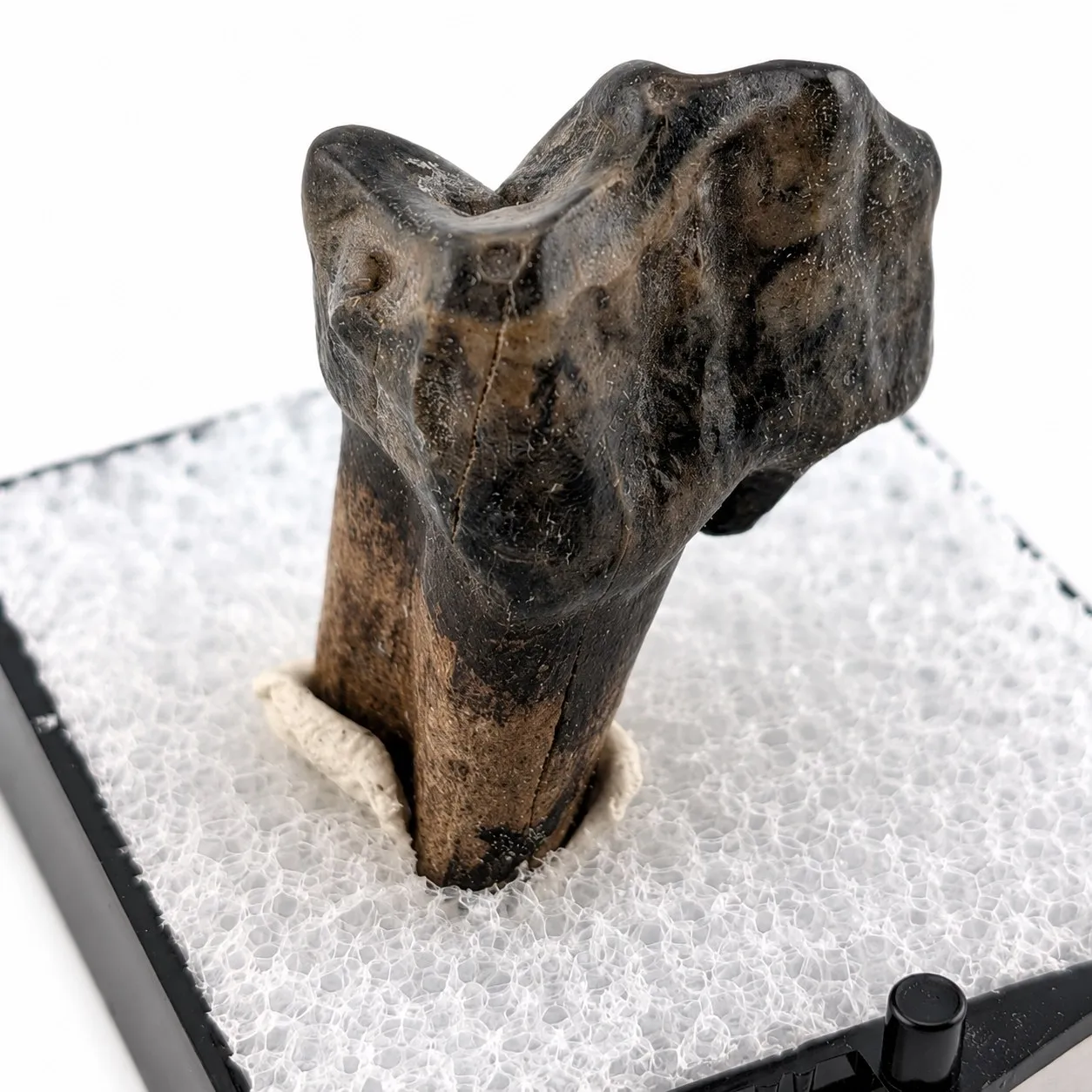 Fósil de Diente de Tapir en Caja de acrílico   ~ 3.5cm