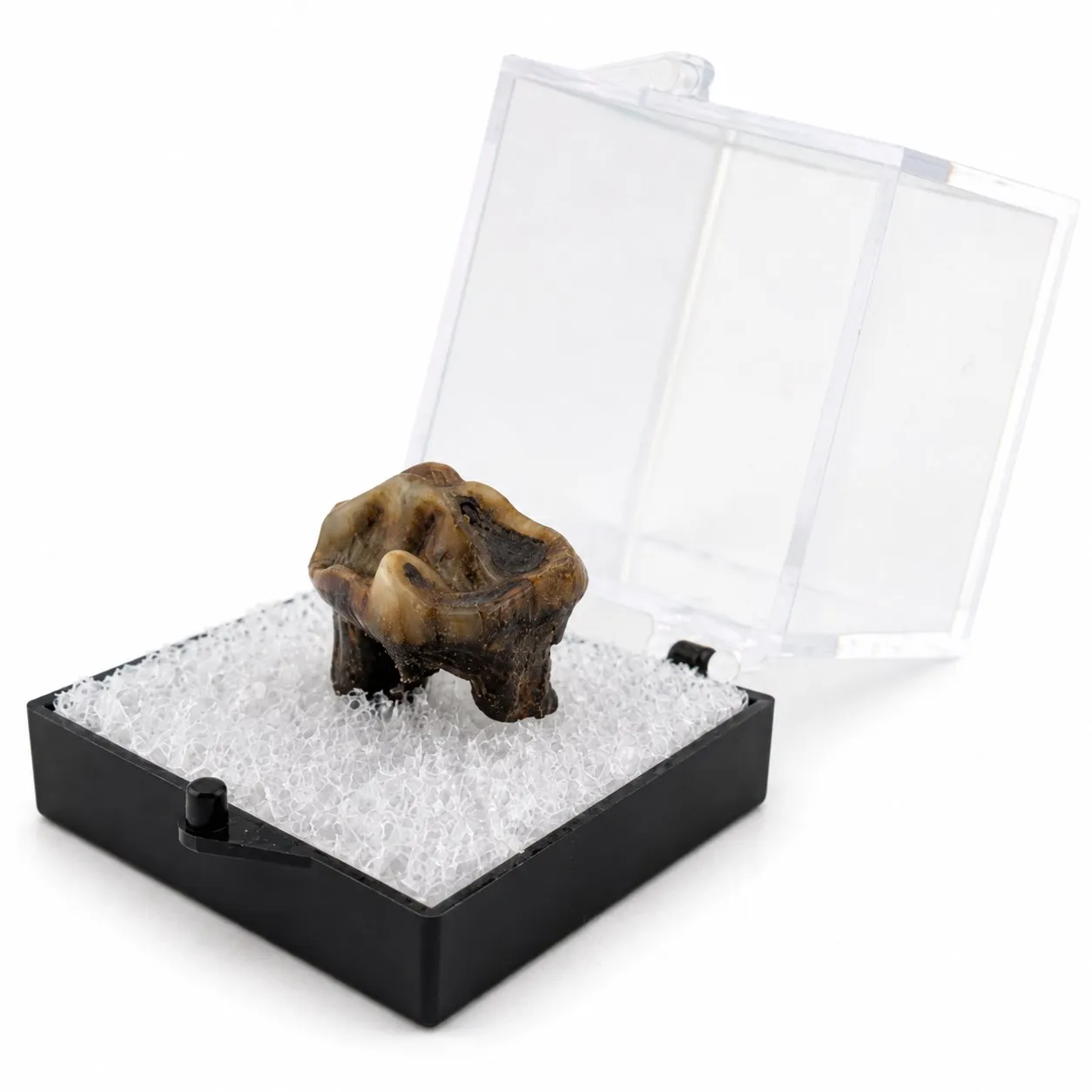 Fósil de Diente de Tapir en Caja de acrílico ~ 3.5 cm