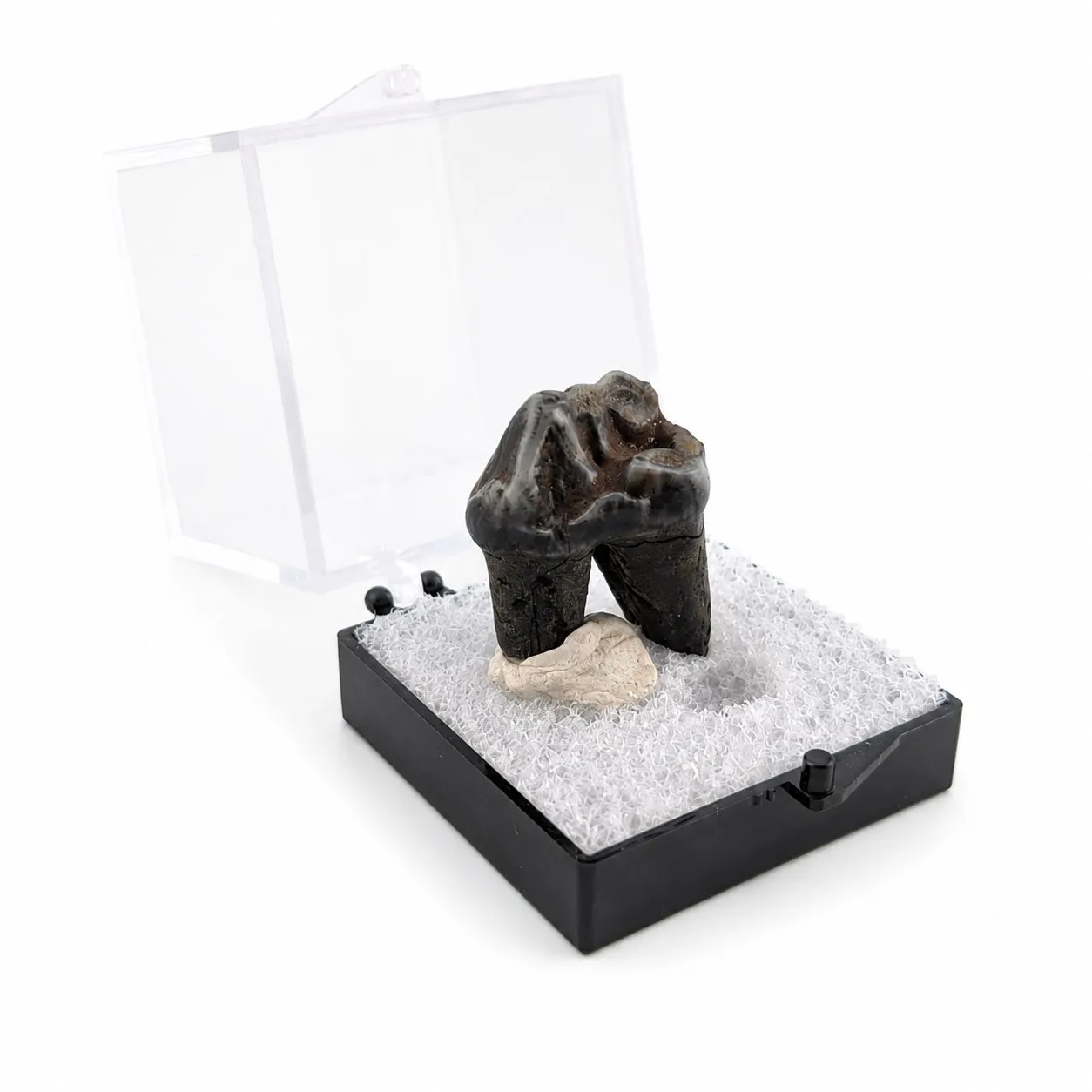 Fósil de Diente de Tapir en Caja de acrílico ~ 3.5 cm