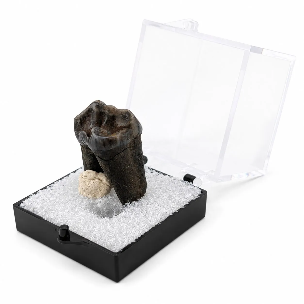 Fósil de Diente de Tapir en Caja de acrílico ~ 3.5 cm