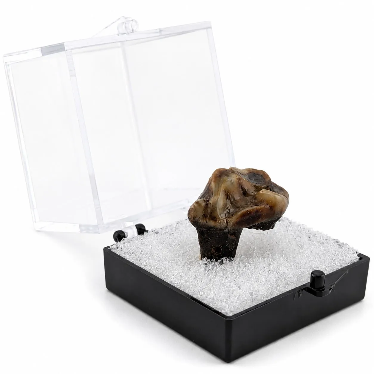 Fósil de Diente de Tapir en Caja de acrílico ~ 3.5 cm