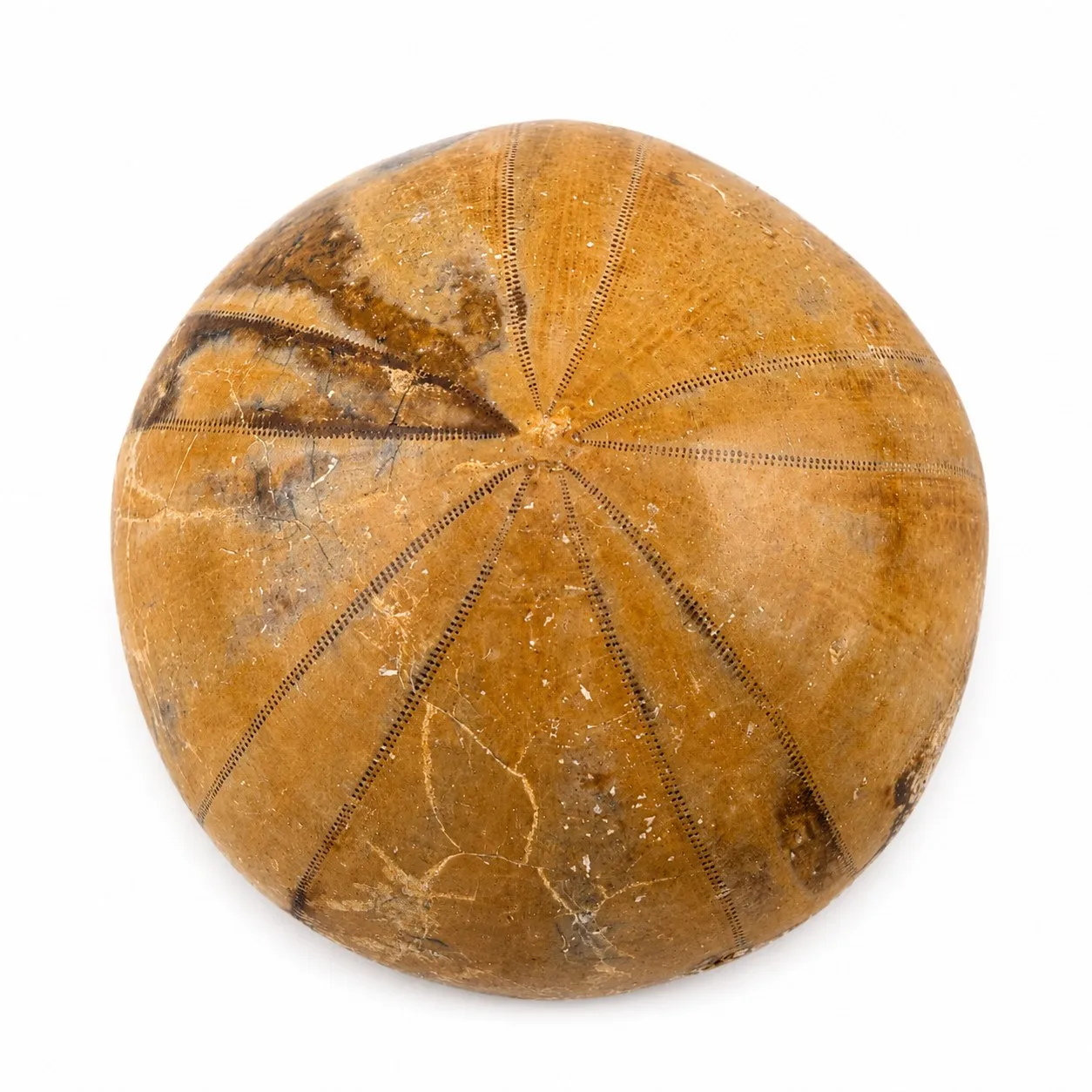 Fósil de Erizo de Madagascar 3.5 cm