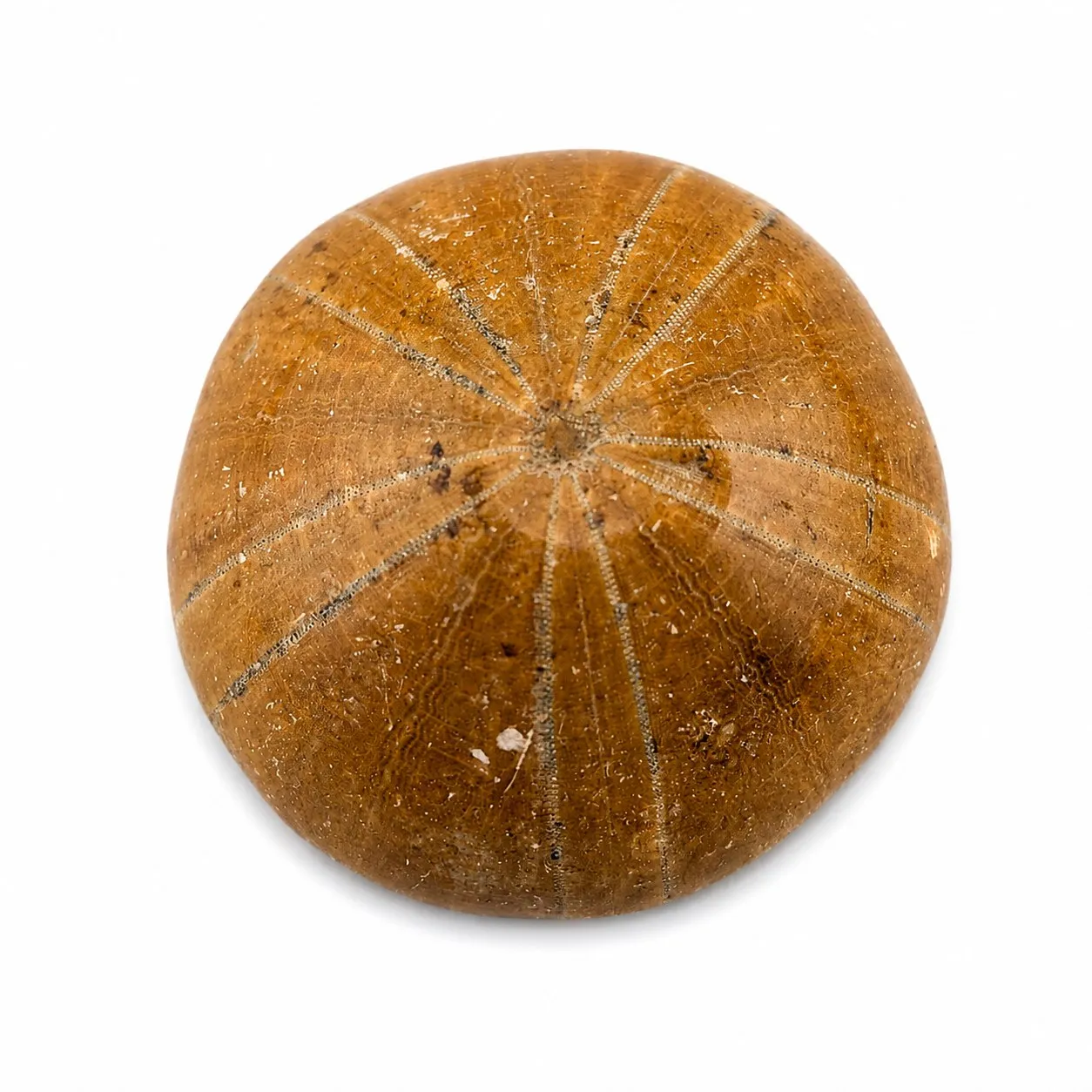 Fósil de Erizo de Madagascar 3.5 cm