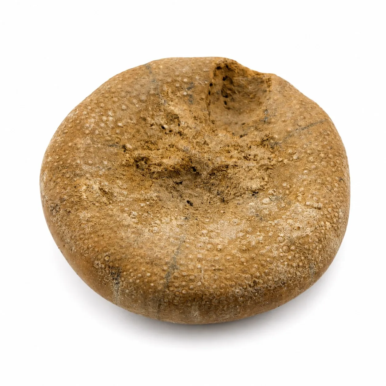 Fósil de Erizo de Madagascar 3.5 cm