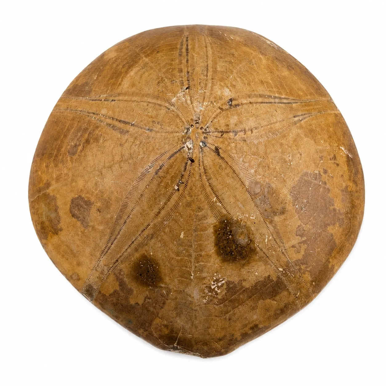 Fósil de Erizo de Madagascar 6 cm
