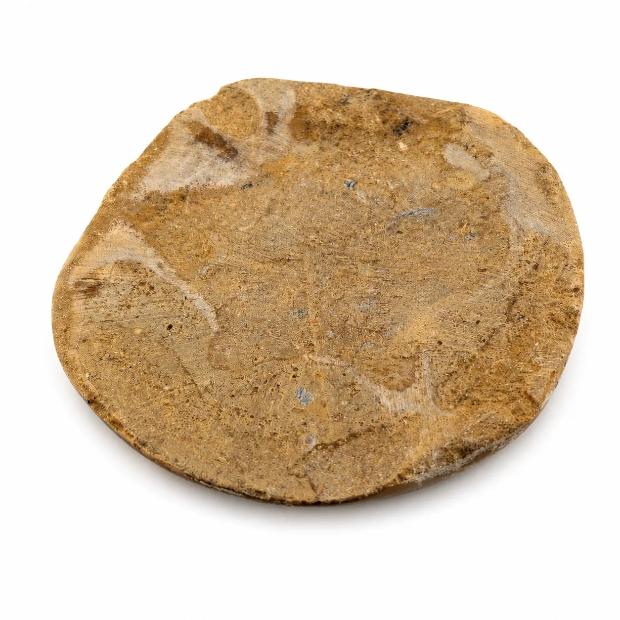 Fósil de Erizo de Madagascar 6 cm
