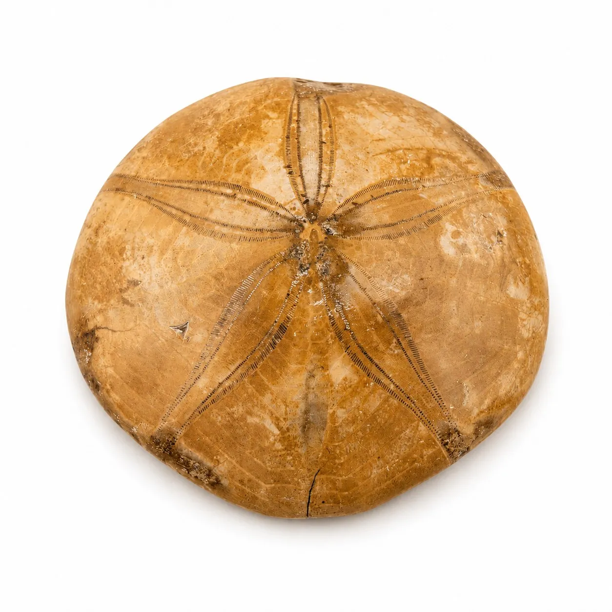 Fósil de Erizo de Madagascar 7.5 cm